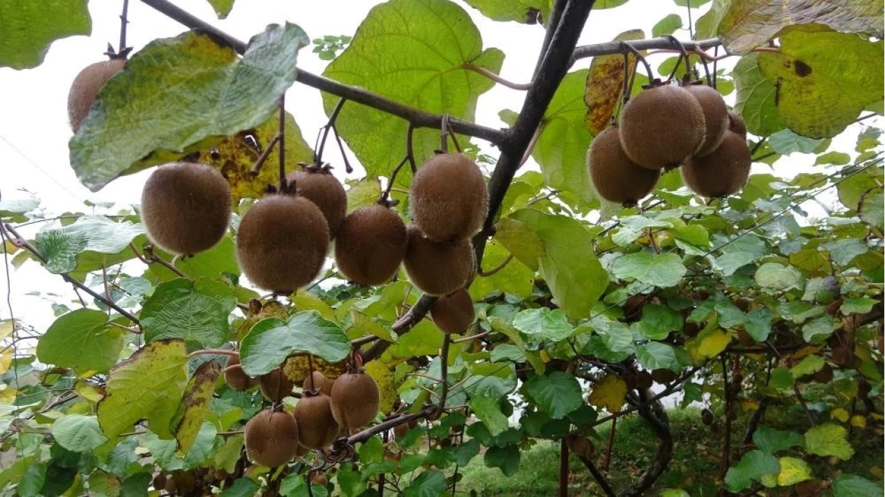 Kivi üreticileri İran kivisinden rahatsız