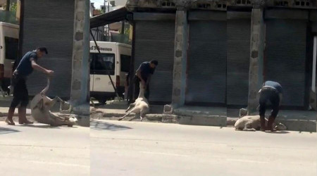 Koyunu döverek bayıltan kasap: 'Yormak için öyle yaptım'