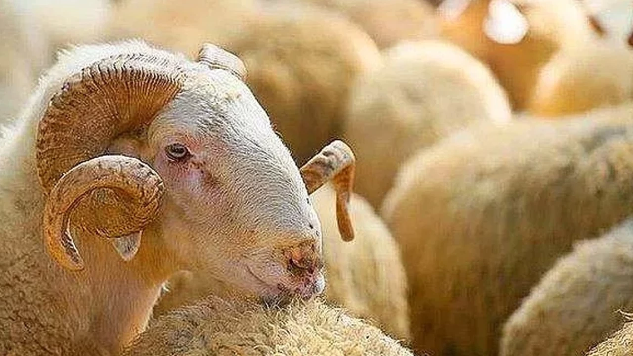 Kurbanlık seçerken dikkat edilmesi gereken hususlar