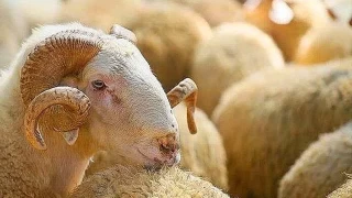 Kurbanlk seerken dikkat edilmesi gereken hususlar
