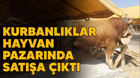 Kurbanlıklar hayvan pazarında satışa çıktı