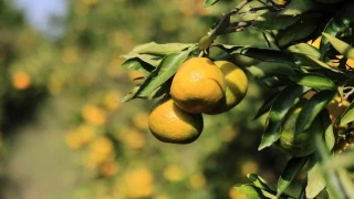 Mandalinan�n kilogram� dal�nda 3 liraya kadar geriledi