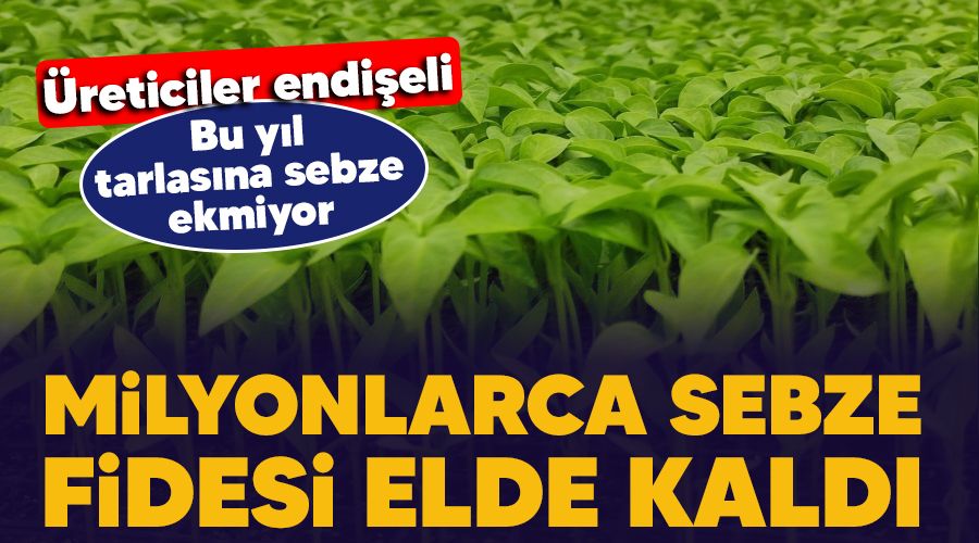 Milyonlarca sebze fidesi elde kaldı