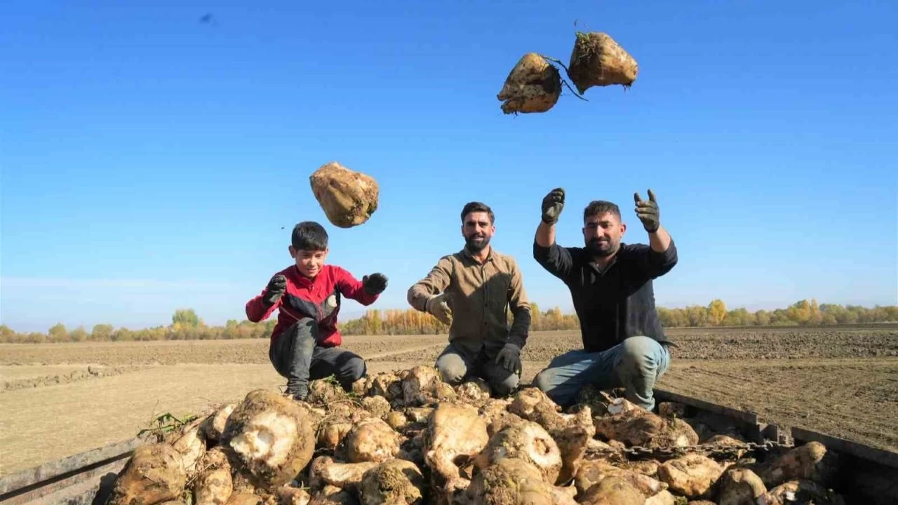 Muş Ovası'nda 'tatlı' hasat devam ediyor