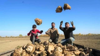 Mu Ovas'nda 'tatl' hasat devam ediyor