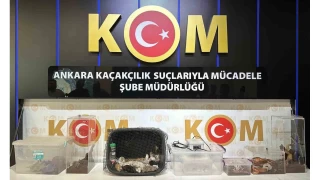 Operasyonlarda 96 egzotik hayvan ele geirildi