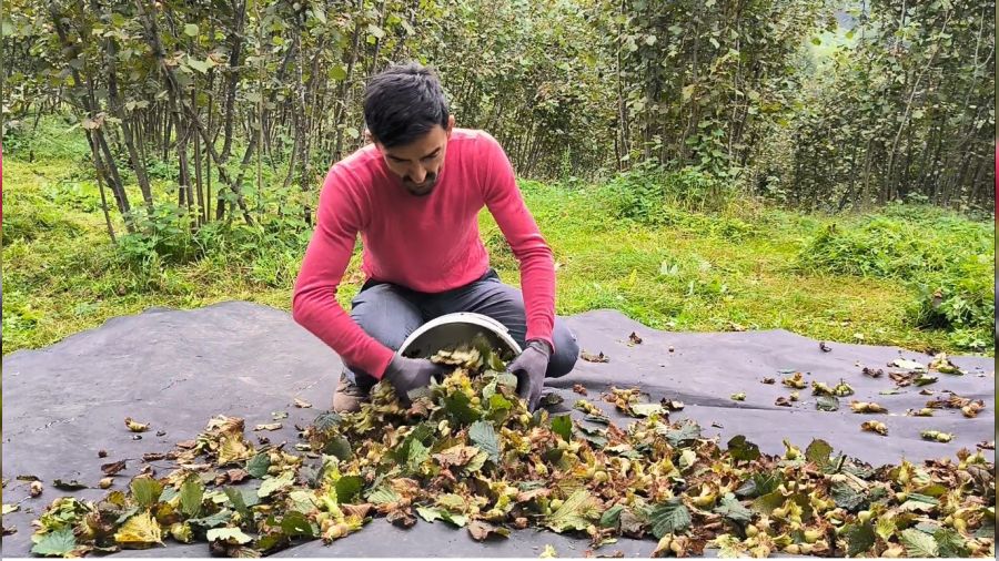 Ordu'da f�nd�k hasad� devam ediyor