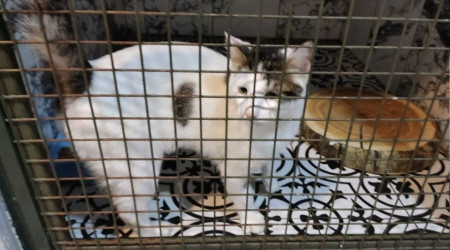 Pendik'te hayvana şiddet: Boğmaya çalıştı