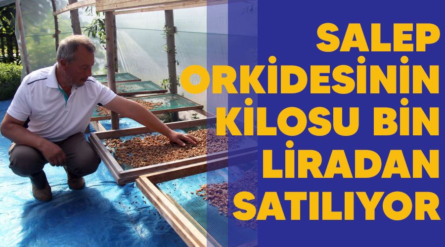 Salep orkidesinin kilosu bin liradan satılıyor