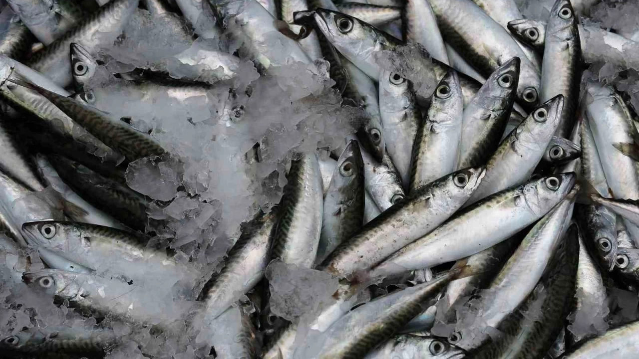 Sardalya yaşlanmayı geciktiriyor