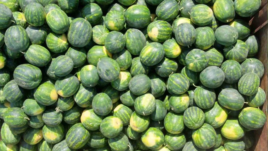 Serin havalar karpuza rağbeti azalttı fiyatı düşürdü