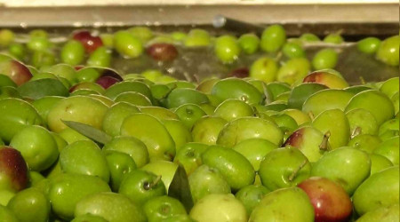 Sofralk zeytinde dnya rekoru Trkiye'nin