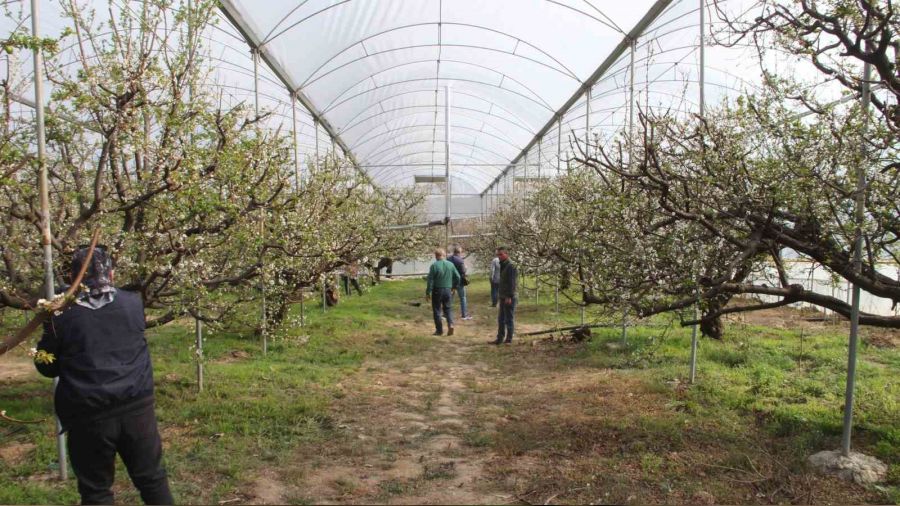 Turfanda örtü altı can erik hasadı başladı