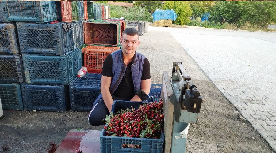 Vi�neye verilen 2,5 TL fiyat �reticiyi memnun etmedi