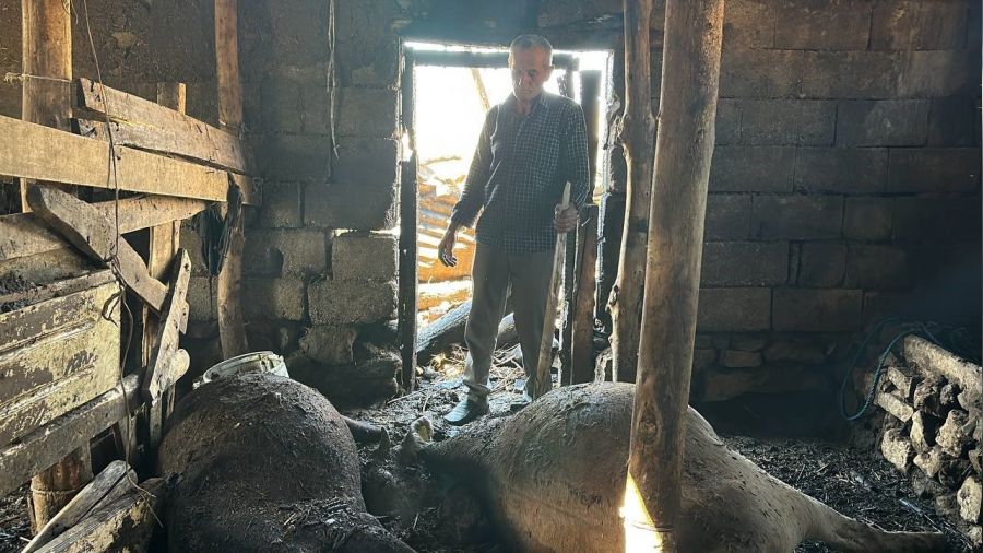 Yang�nda 7 ine�ini kaybeden vatanda� h�ng�r h�ng�r a�lad�