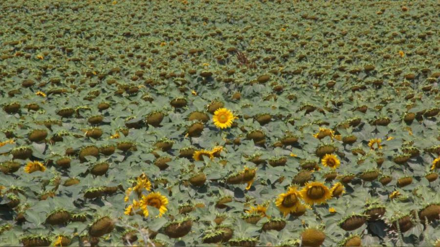 Yaşanan aşırı sıcaklar nedeniyle ayçiçeğinde verim endişesi