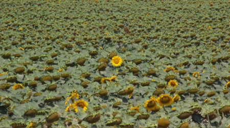 Yaşanan aşırı sıcaklar nedeniyle ayçiçeğinde verim endişesi