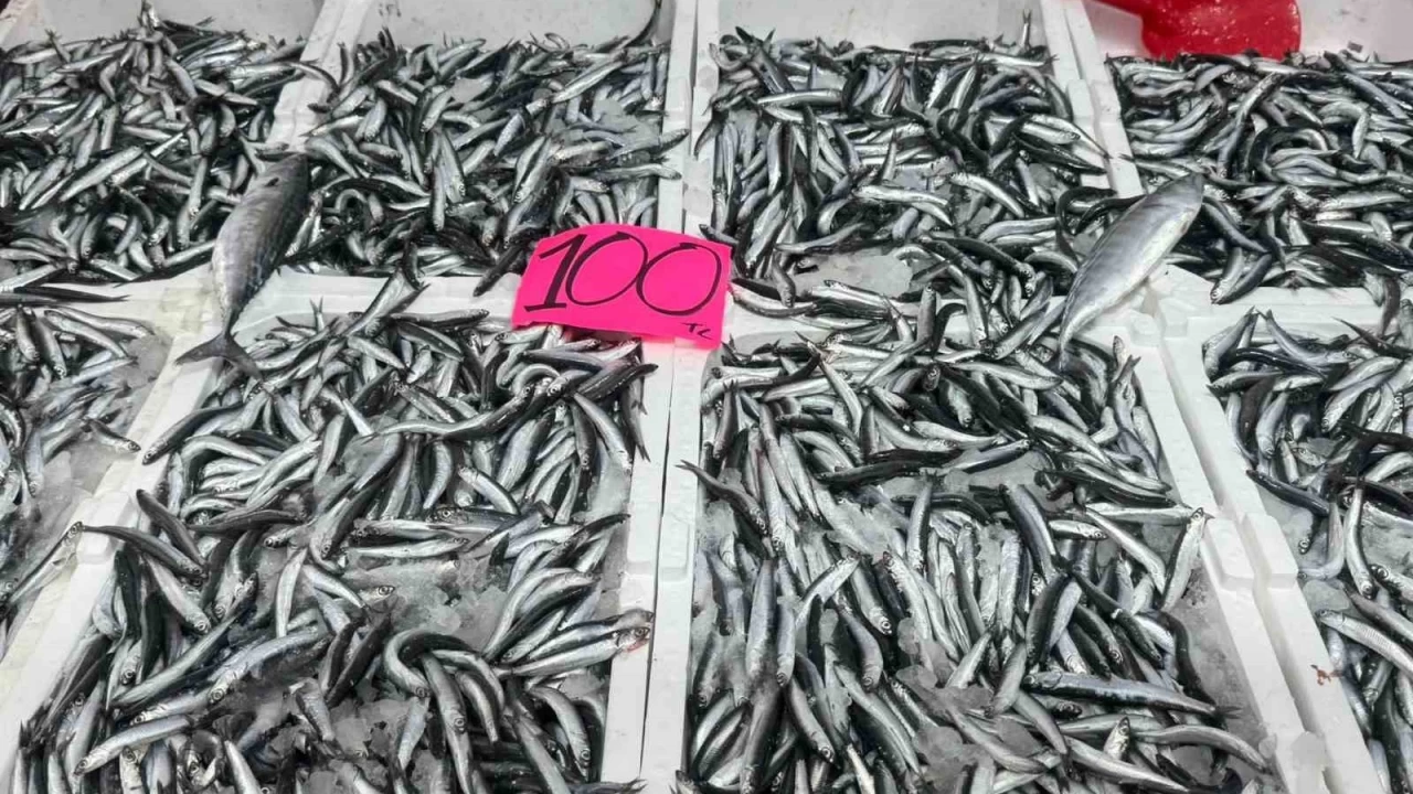 Zonguldak'ta hamsinin fiyat 100 liraya dt