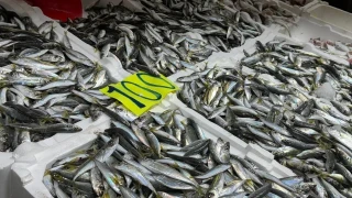 Zonguldak'ta istavrit tezgahta 100 liradan sat�ld�