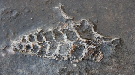 70 milyon yllk fosil bulundu