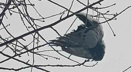 Ağaçta donan kuş asılı kaldı