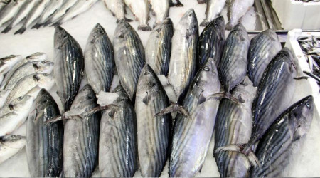 Ağlara takılan torik, balıkçıları memnun etti