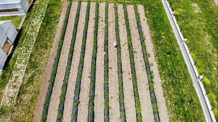 Ağrı'da çilek yetişmez denildi, 1 yılda 200 ton verim alındı