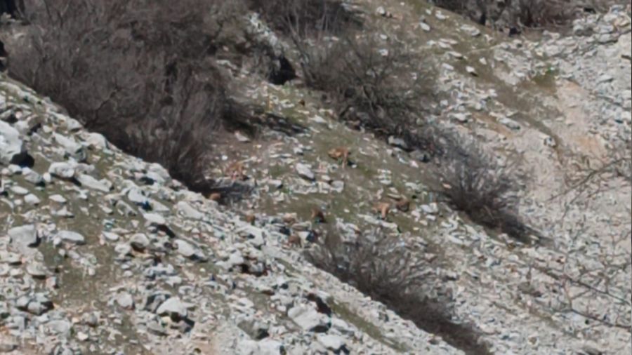 Alageyikler sürü halinde kameralara yakalandı