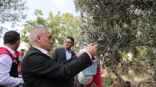 Aliaa'da zeytin hasad balad