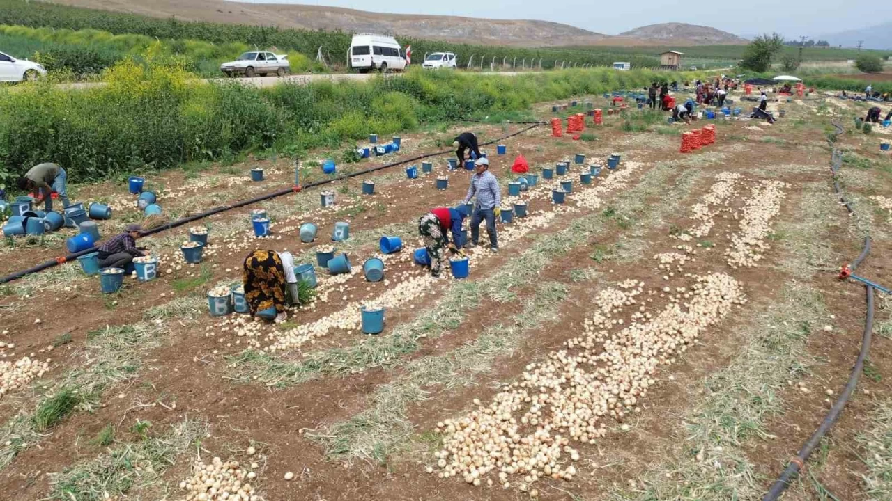 Amik Ovası'nda soğan hasadı, yevmiye 650 TL, tarlada kilosu 8 TL