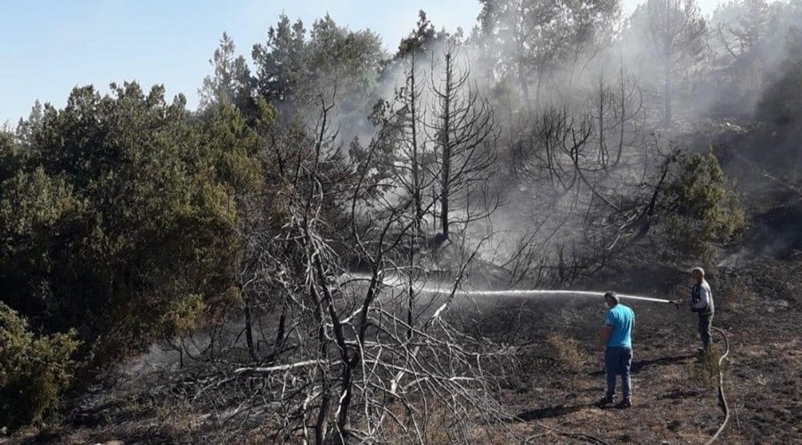 Anız yangını ormana sıçradı