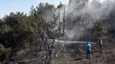 Anız yangını ormana sıçradı