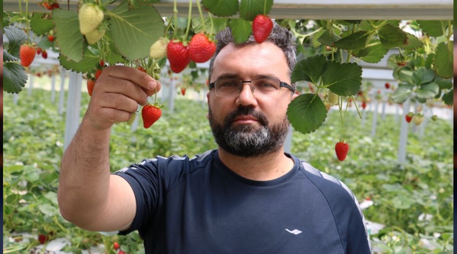 Bankacılığı bırakıp çilek üretimine başladı