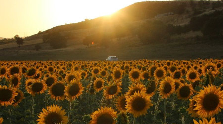 Basnl sulama sistemine geip 4 bin dnme ayiei ekti