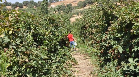Böğürtlen bahçeleri gençlerin yeni iş kapısı