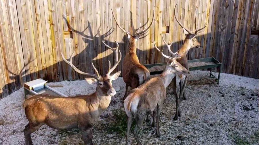 Bolu Barosu, kızıl geyik avının iptali için dava açtı