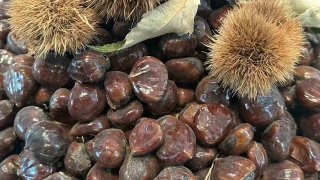 Bursa kestanesinin gelecei konuuldu