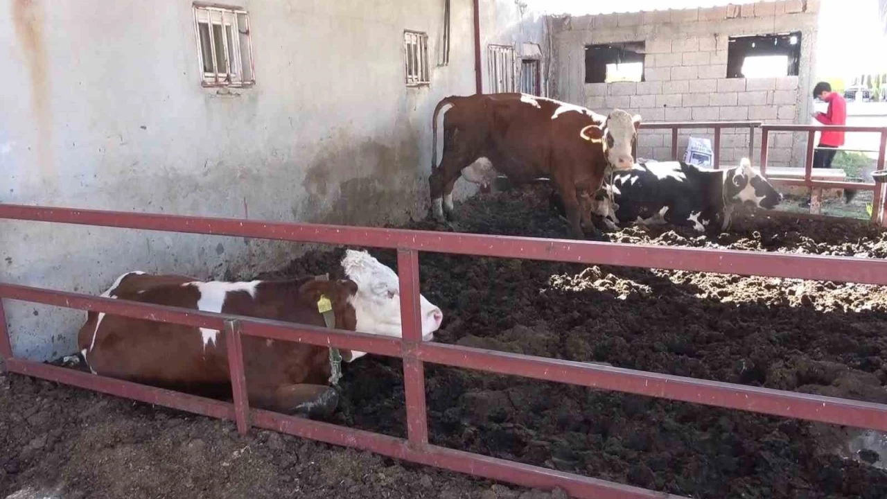 Buzağıyı kucaklayarak çaldılar