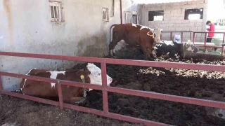 Buzay kucaklayarak aldlar