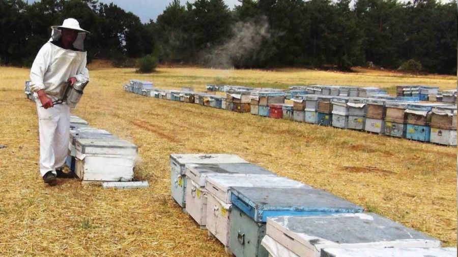 �am bal�nda rekolte 14-15 bin ton bekleniyor