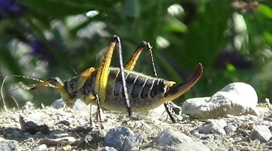 Dev çekirgeler bu kez Çatak'ta görüldü