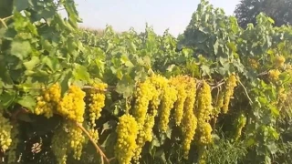 Dinarda yetien rnler ve karlalan sorunlar