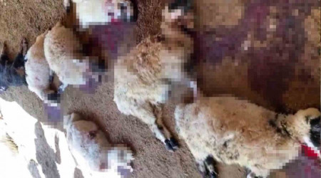 Diyarbakır'da ağıla giren köpek sürüsü yaklaşık 40 koyunu telef etti