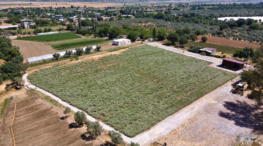 Efeler'in kekikleri hasada haz�rlan�yor
