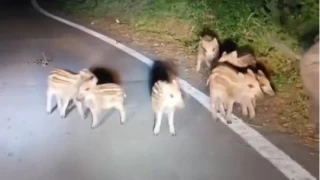 Elaz'da domuz srs yola indi