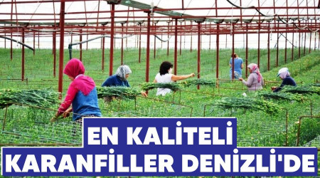 En kaliteli karanfiller Denizli'de