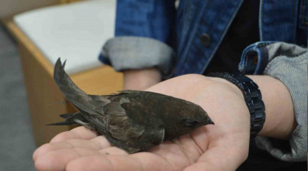 Ender görünen Ebabil kuşu iş yerine ikinci kez geldi