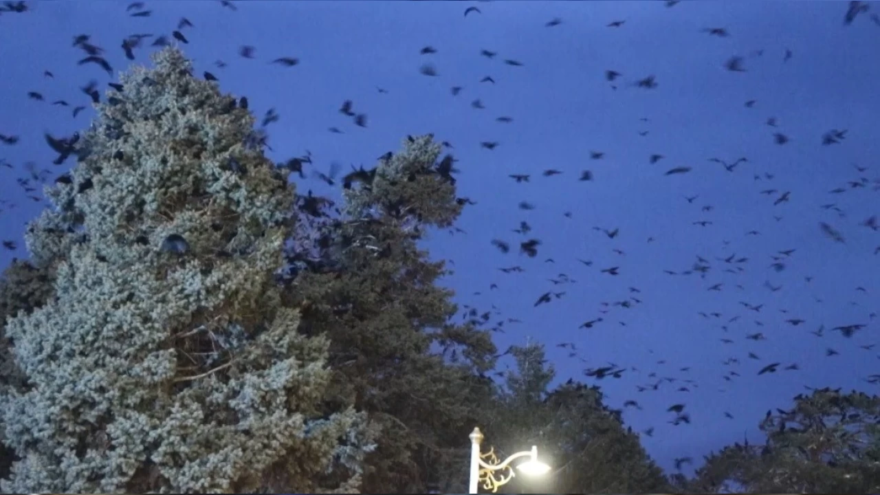 Erzincanl�lar�n ba�� kargalarla dertte