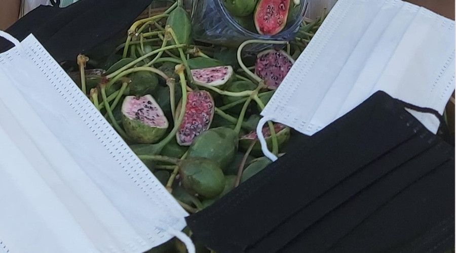 Eskiden çobanlar kullanıyordu, şimdi maske üretiminde kullanılıyor