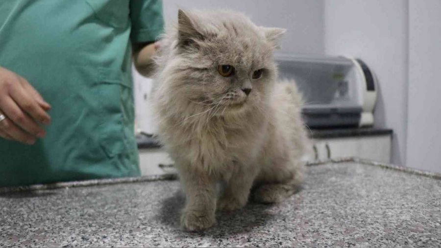 Evcil hayvanı olanlar dikkat: Son tarih 31 Aralık